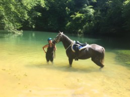 cheval dans lac